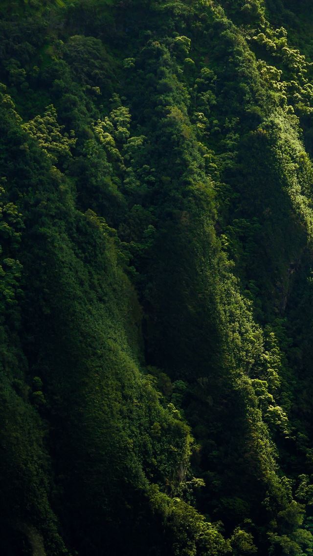 1284x2778 aerial photo of forest - hawaii iPhone Wallpaper