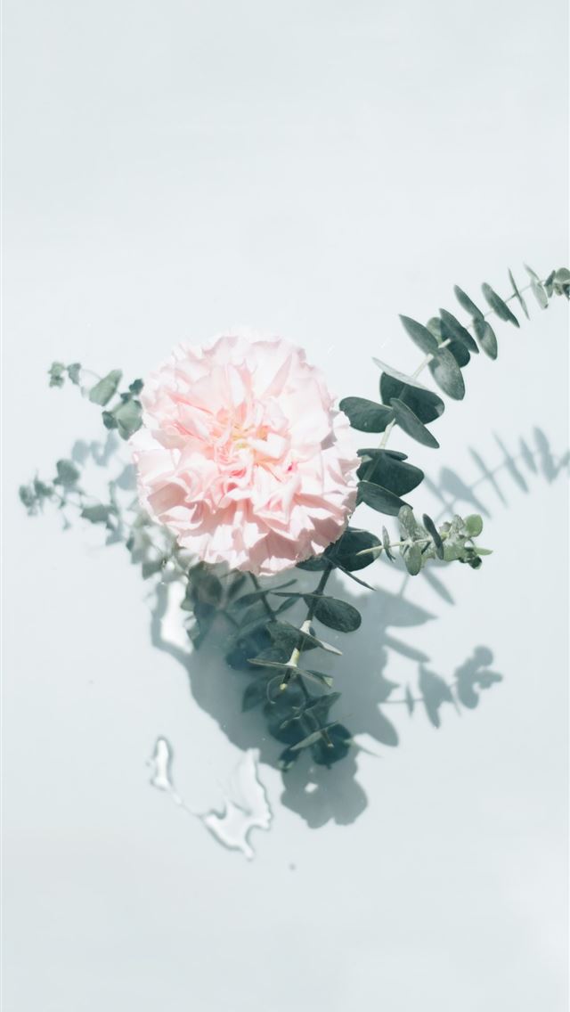 1284x2778 pink flower with green leaves - simple iPhone Wallpaper