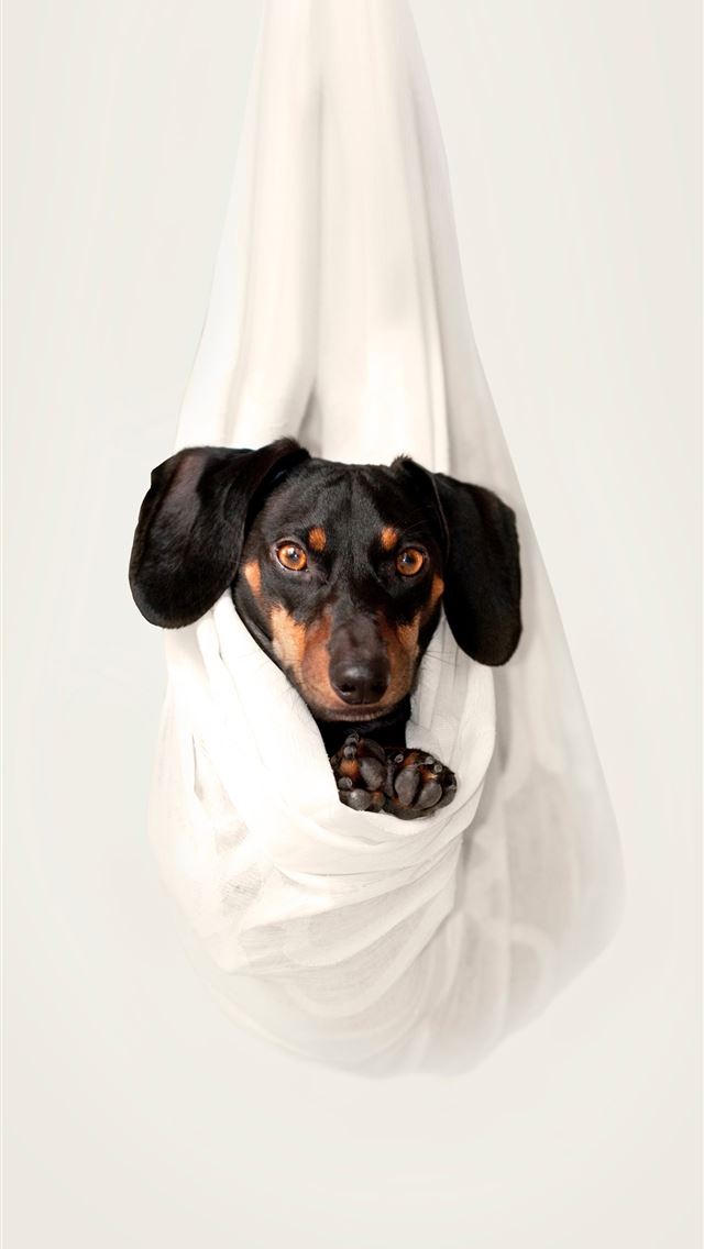 1284x2778 Dachshund resting on white hanged fabric - puppy iPhone Wallpaper