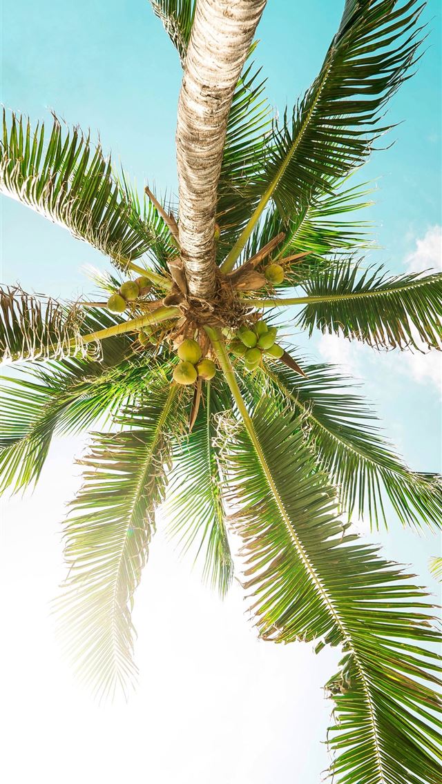 1284x2778 bottom photography green coconut tree - mexico iPhone Wallpaper