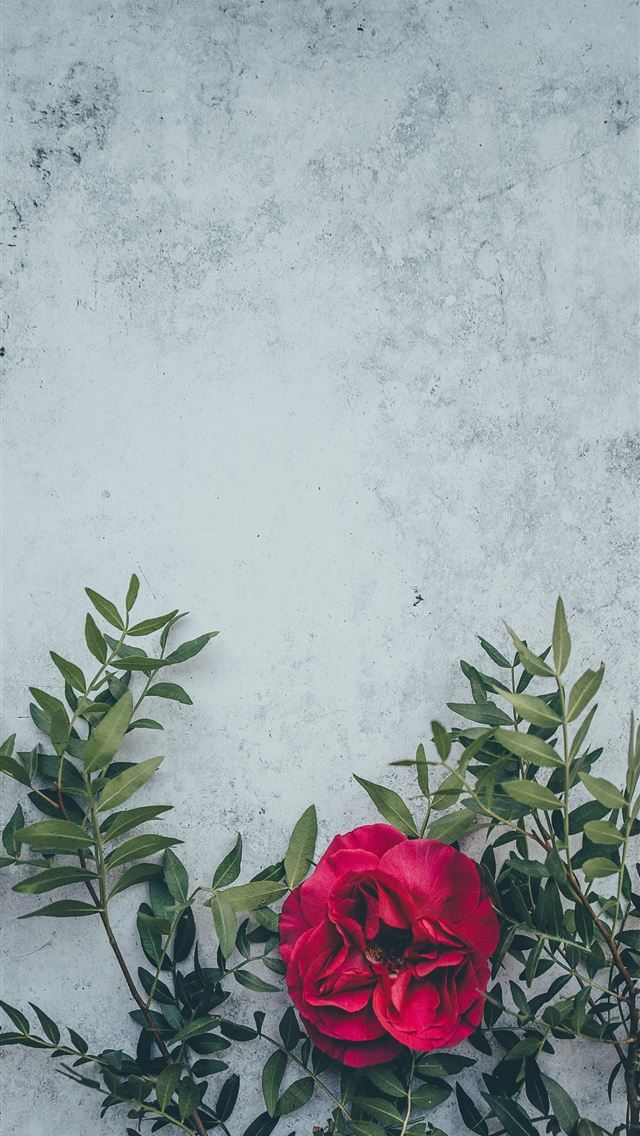 1284x2778 red flower with green leaf - flower iPhone Wallpaper