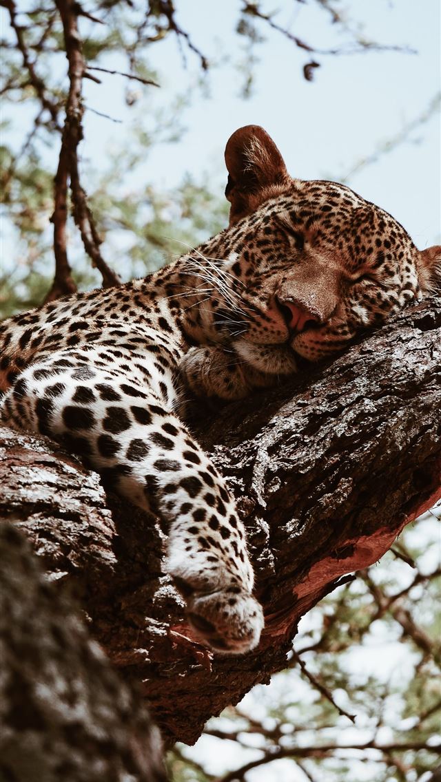 1284x2778 brown leopard sleeping during daytime - tanzania iPhone Wallpaper