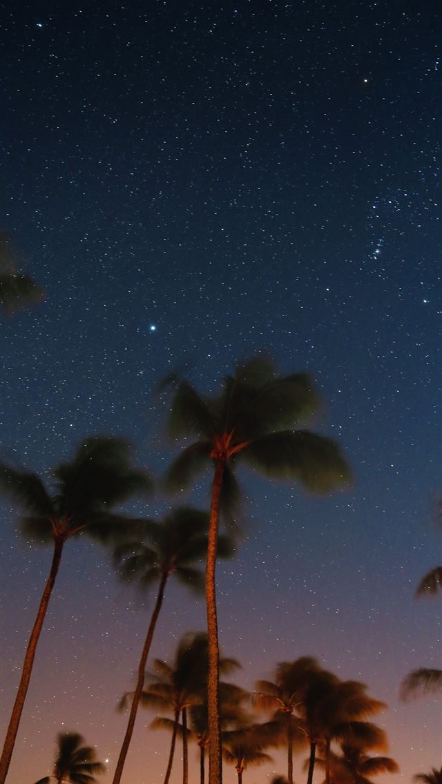 1284x2778 low angle photography of coconut trees at nighttim... -  iphone 13 Wallpaper