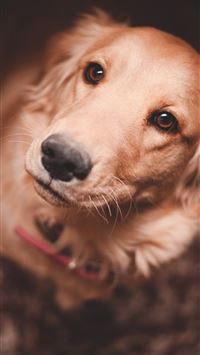 tilt shift photography of dog wallpaper