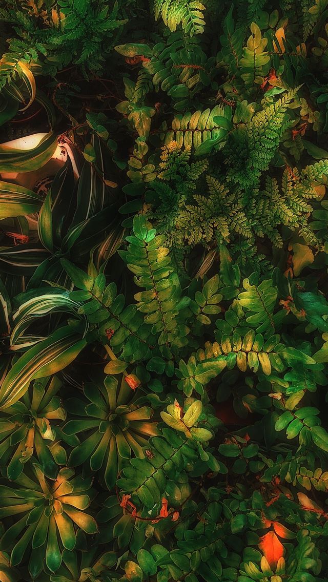 1284x2778 green leafed plant - colorful iPhone Wallpaper