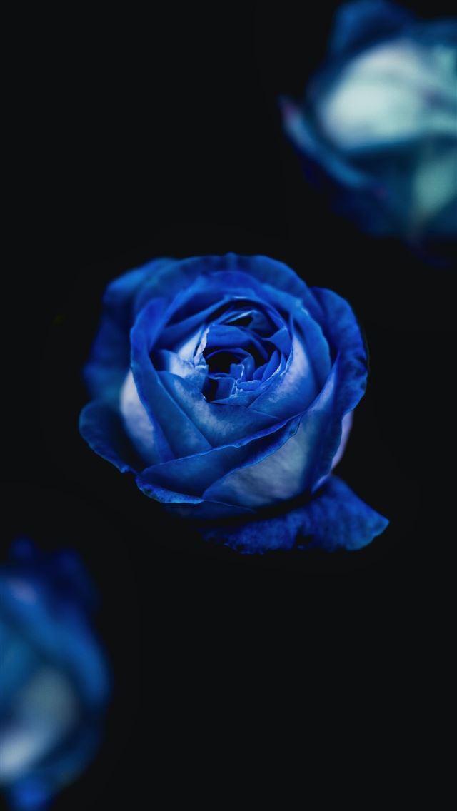 1284x2778 purple flower - love iPhone Wallpaper