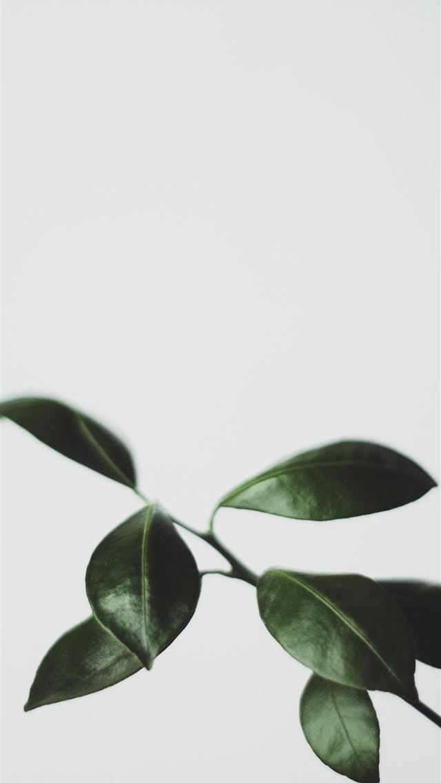 1284x2778 green leaf plant closeup photography - green iPhone Wallpaper