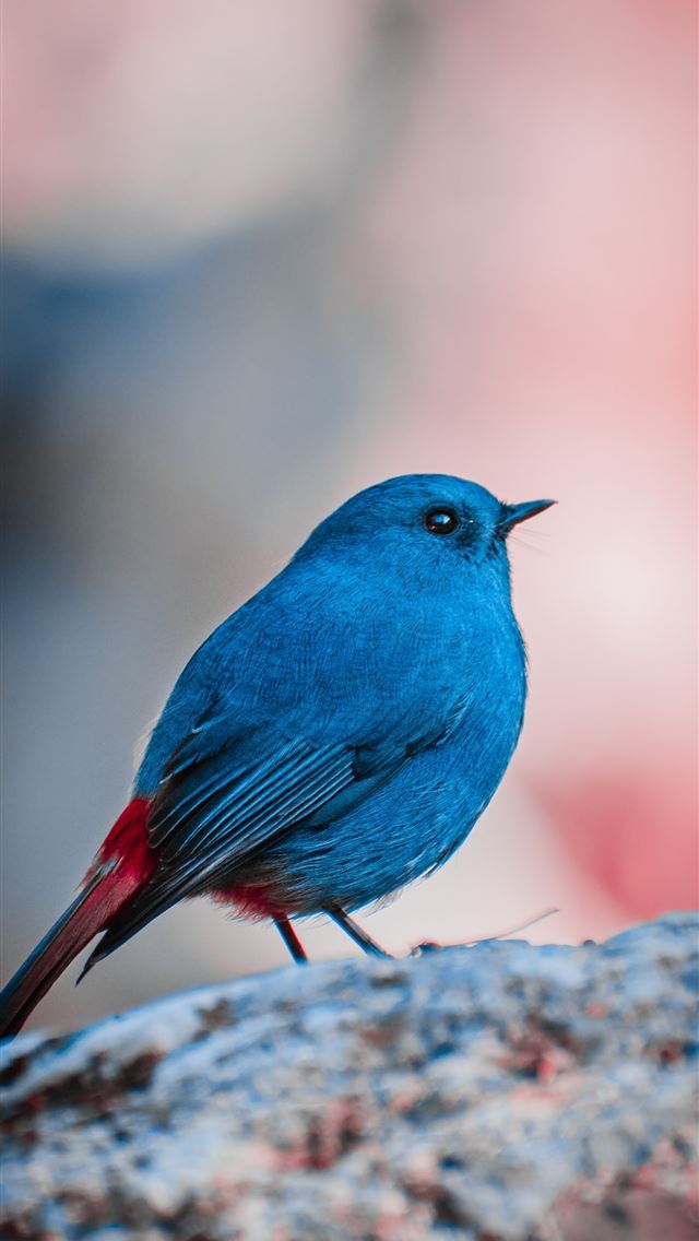 1284x2778 blue and red bird during daytime - animal iPhone Wallpaper