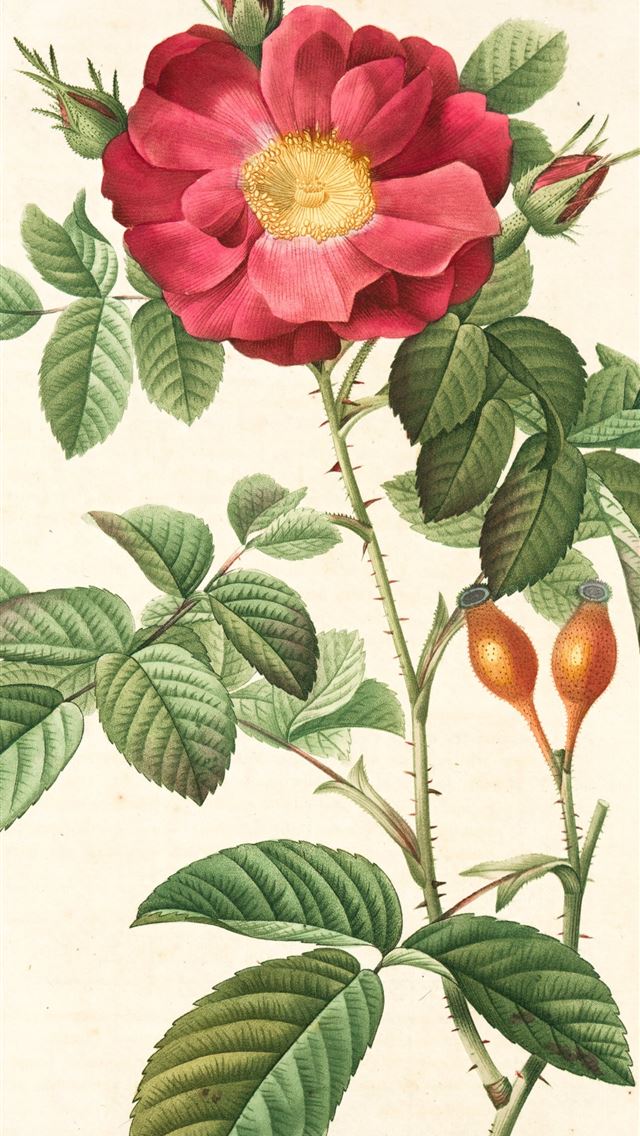 1284x2778 pink flower with green leaves illustration - flower iPhone Wallpaper