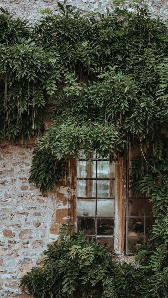1284x2778 glass window surrounded by green leafed plants - united kingdom iPhone Wallpaper