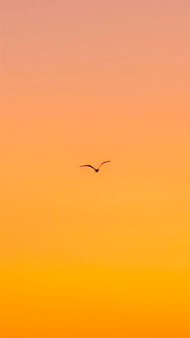 1284x2778 flying bird during daytime - orange iPhone Wallpaper