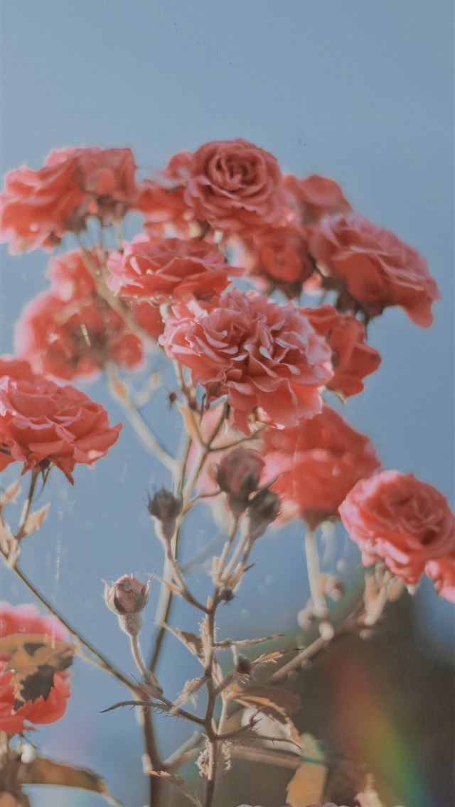 1284x2778 pink rose flower -  iphone 13 Wallpaper