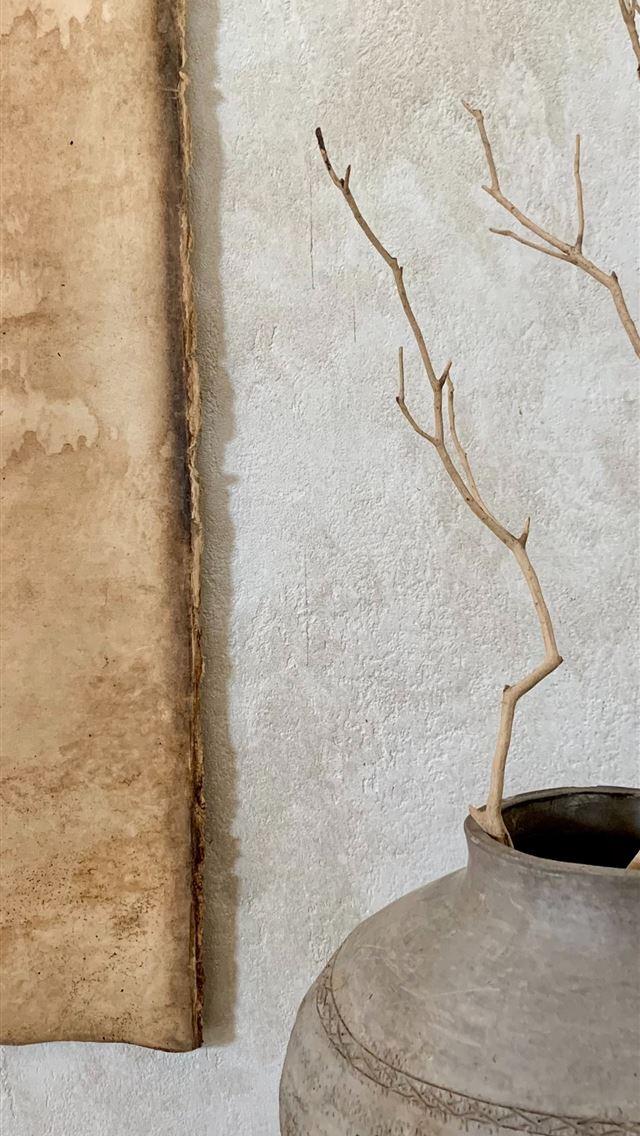 1284x2778 brown tree branch on gray concrete pot - south korea iPhone Wallpaper