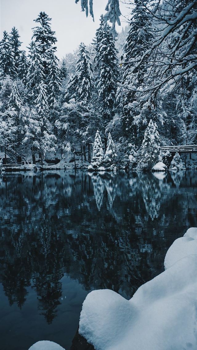 1125x2436 snow covered trees - winter iPhone Wallpaper