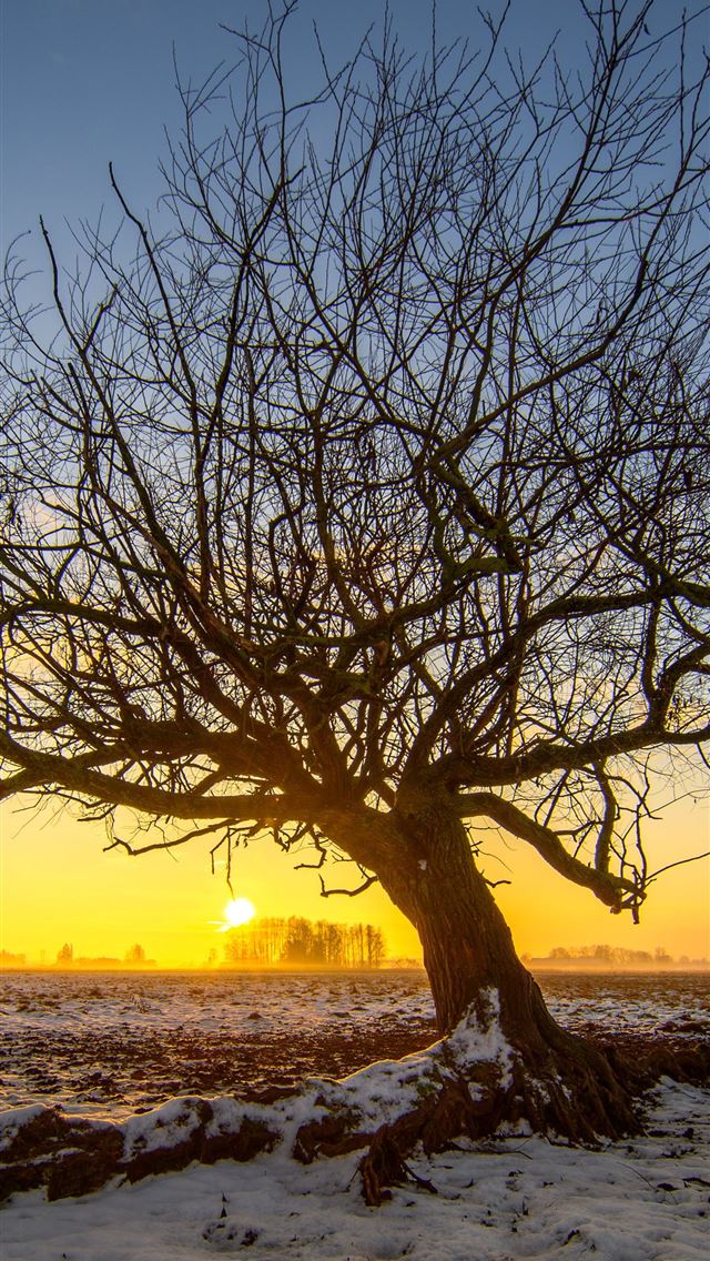 1284x2778 lone tree 5k -  iphone 13 Wallpaper