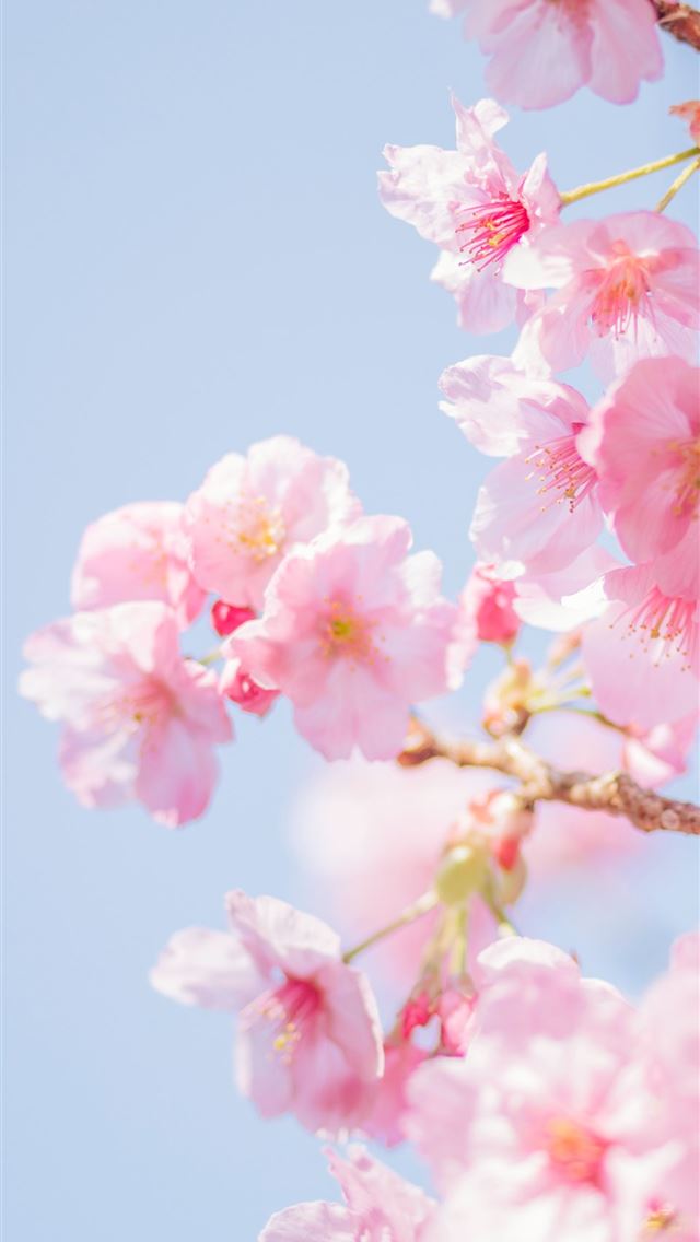 1284x2778 pink cherry blossom in close up photography -  iphone 13 Wallpaper