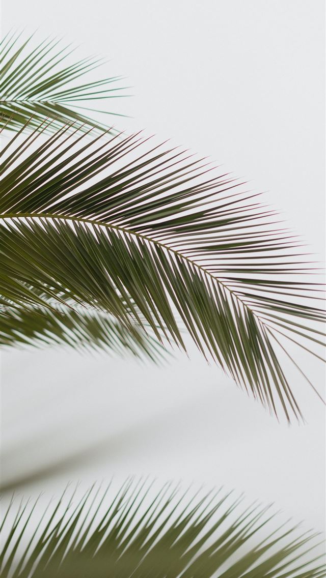 1284x2778 Minimalist Palm  - palm tree iPhone Wallpaper