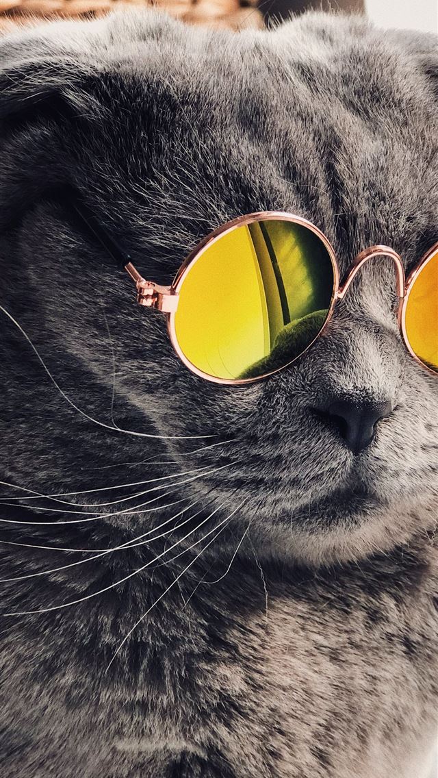 1284x2778 Russian blue cat wearing yellow sunglasses -  iphone 13 Wallpaper