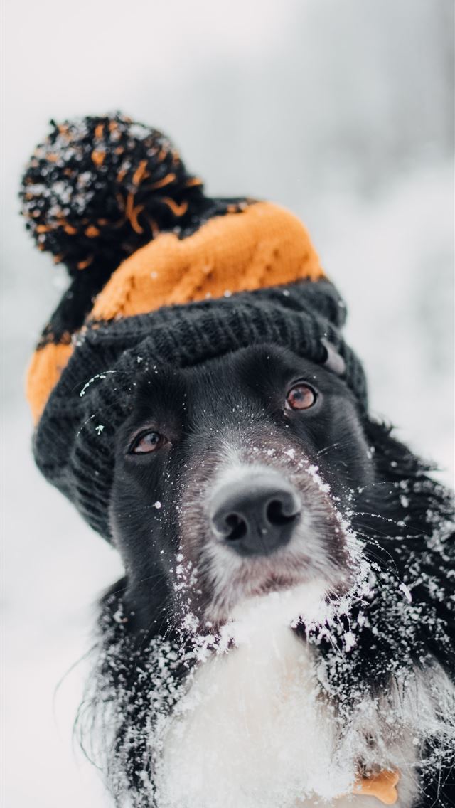 1284x2778 adult short coated dog sitting snow while wearing ... - animal iPhone Wallpaper