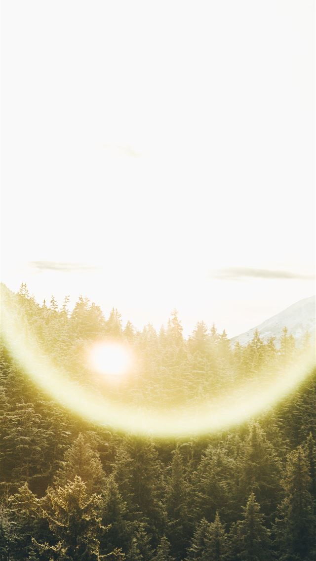 1284x2778 green pine trees at daytime -  iphone 13 Wallpaper