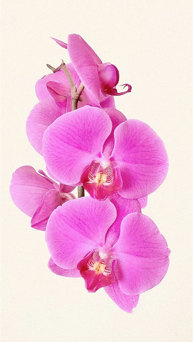 1284x2778 purple moth orchids in bloom - flower iPhone Wallpaper