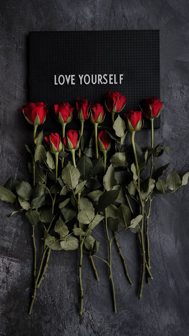 1284x2778 red rose on gray textile - love iPhone Wallpaper