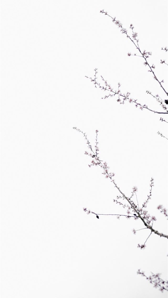 640x1136 pink flowering tree isolated with white background -  iPhone Wallpaper