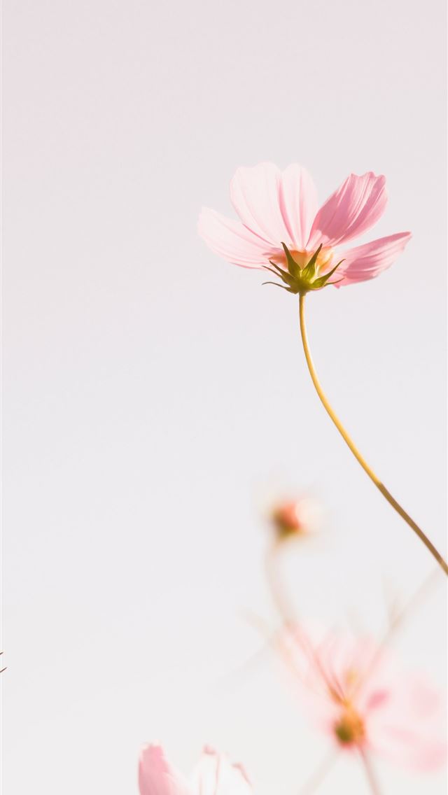1284x2778 pink cosmos flower in bloom during daytime - flower iPhone Wallpaper