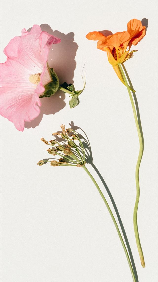 1284x2778 pink and yellow flowers on white background - flower iPhone Wallpaper