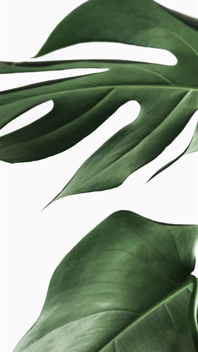 1284x2778 green leaves on white background - plant iPhone Wallpaper