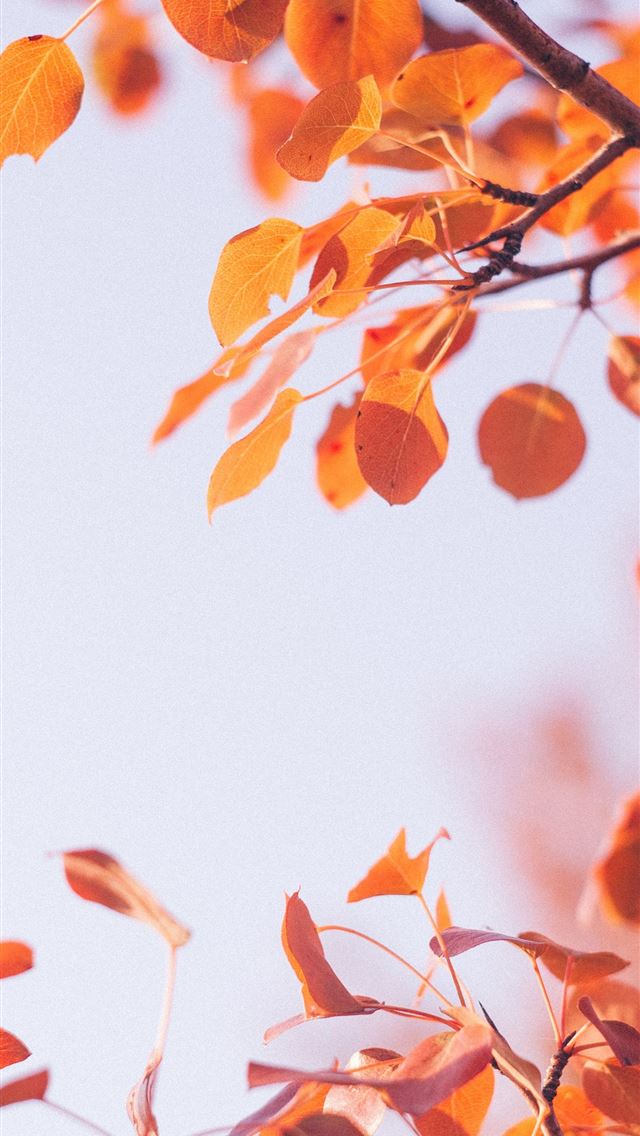 1284x2778 orange leafed tree - autumn iPhone Wallpaper