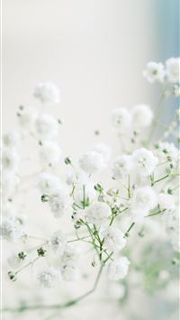 white flowers in macro lens wallpaper