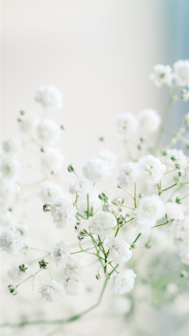 1284x2778 white flowers in macro lens -  iphone 13 Wallpaper