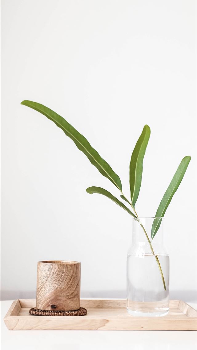 1284x2778 green plant in clear glass vase -  iphone 13 Wallpaper