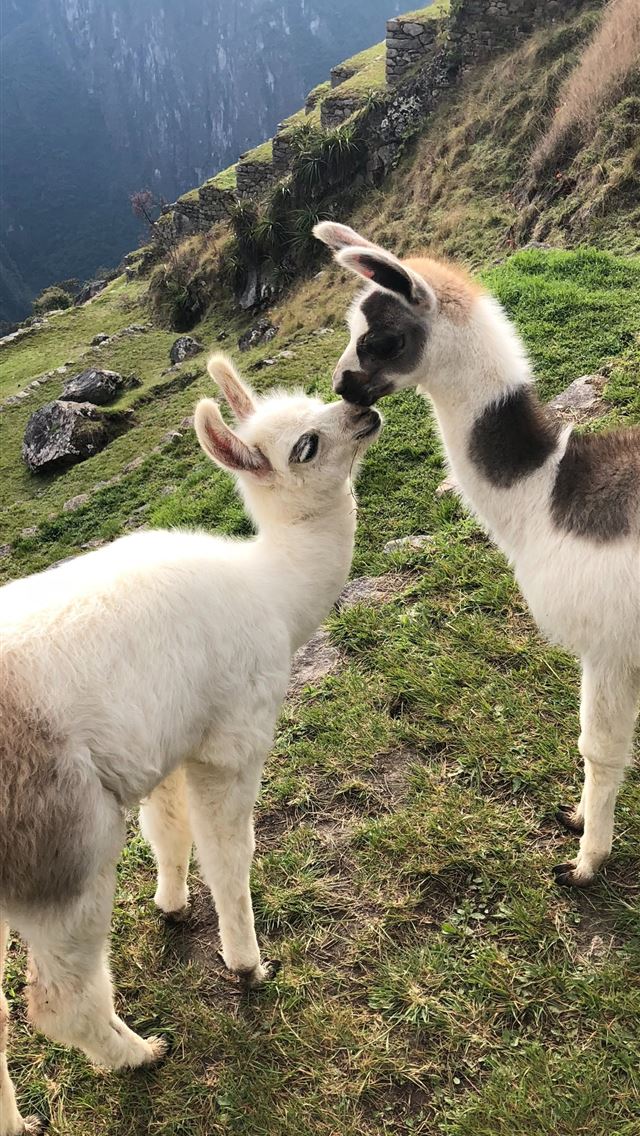 1284x2778 two brown and white young llamas on mountain top - love iPhone Wallpaper
