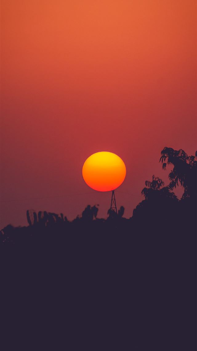 1284x2778 silhouette photography of trees during golden hour - sunset iPhone Wallpaper