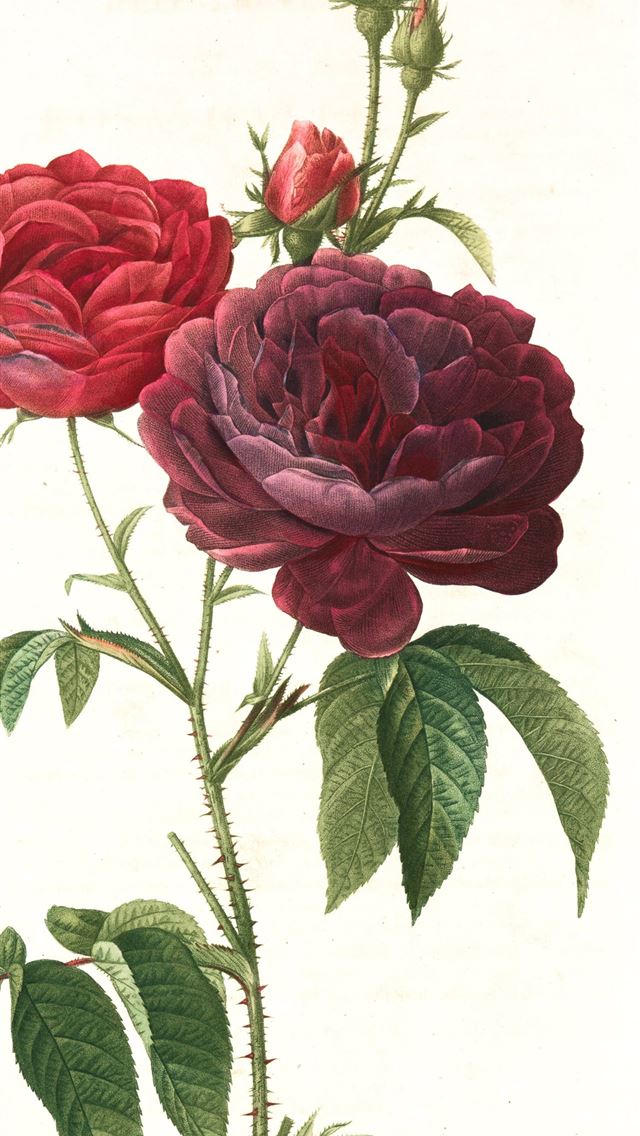 1284x2778 pink roses with green leaves - flower iPhone Wallpaper