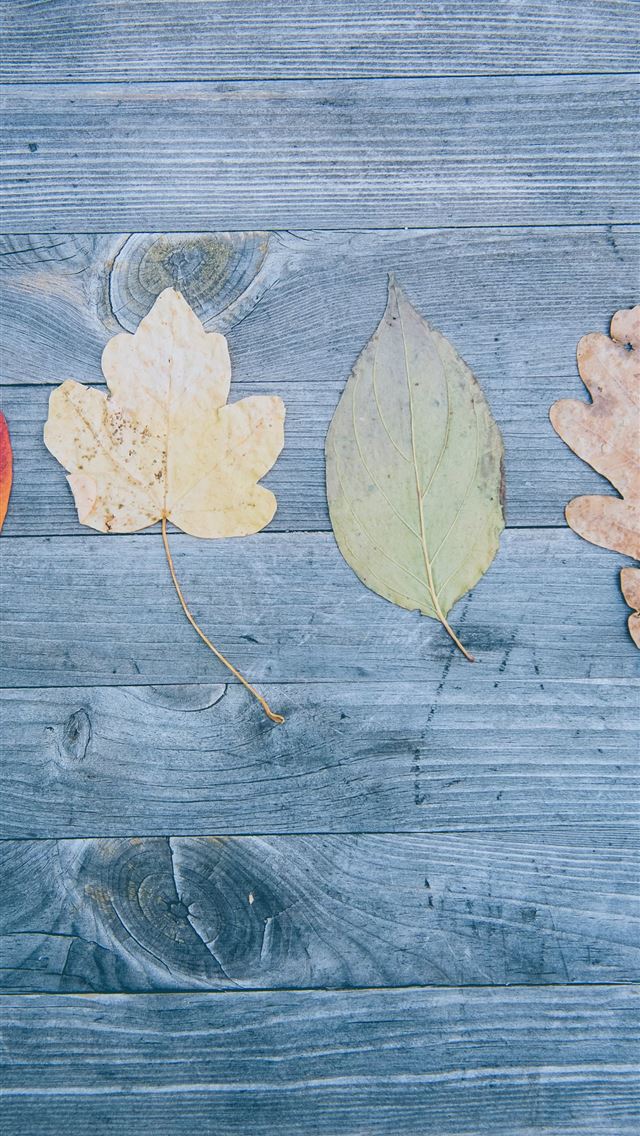 1284x2778 four assorted shape of leaves - germany iPhone Wallpaper