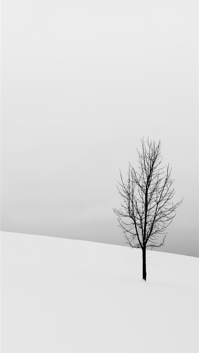 1284x2778 bare tree in middle of snowy field - tree iPhone Wallpaper