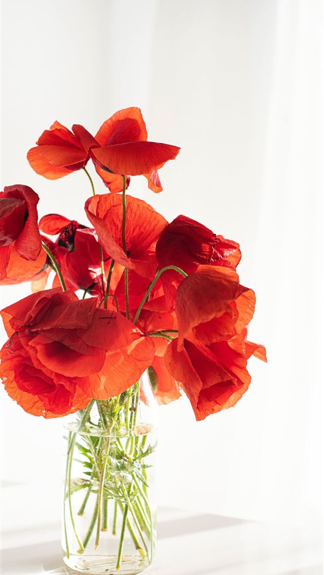 1284x2778 orange flower on white ceramic vase - flower iPhone Wallpaper