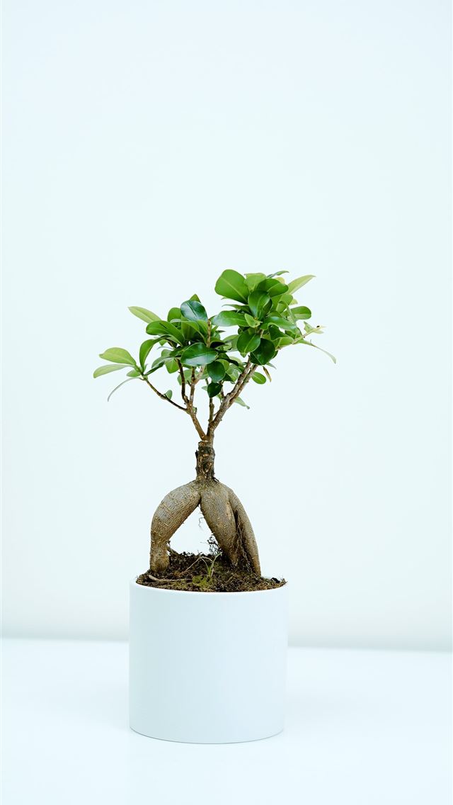1284x2778 green leafed plant photography -  iphone 13 Wallpaper