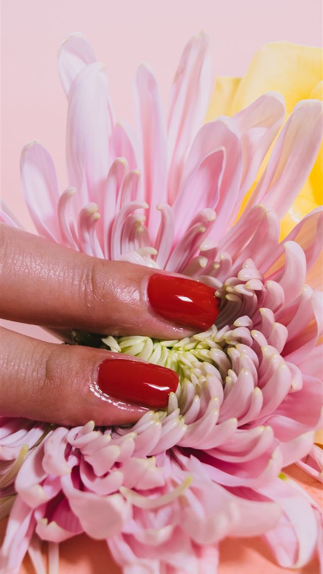 1284x2778 person pressing a chrysanthemum flower on pink sur... - shiny iPhone Wallpaper