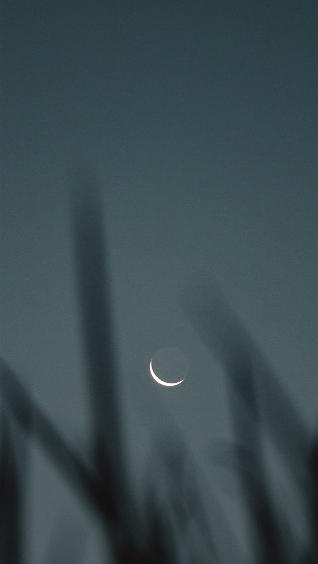 1284x2778 green grass with water droplets - australia iPhone Wallpaper