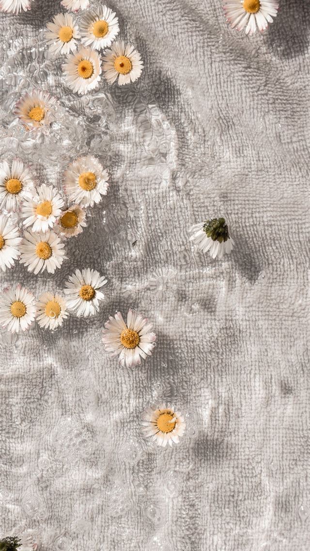 1284x2778 white and yellow daisy flowers - pure iPhone Wallpaper