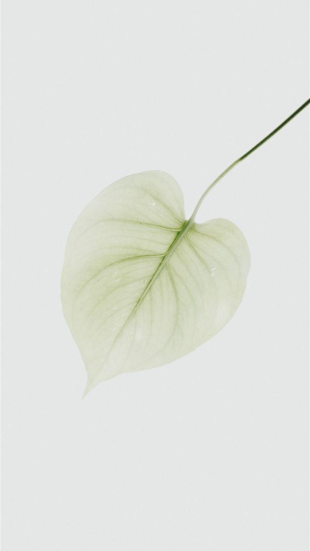 1284x2778 yellow green leaf - leaf iPhone Wallpaper