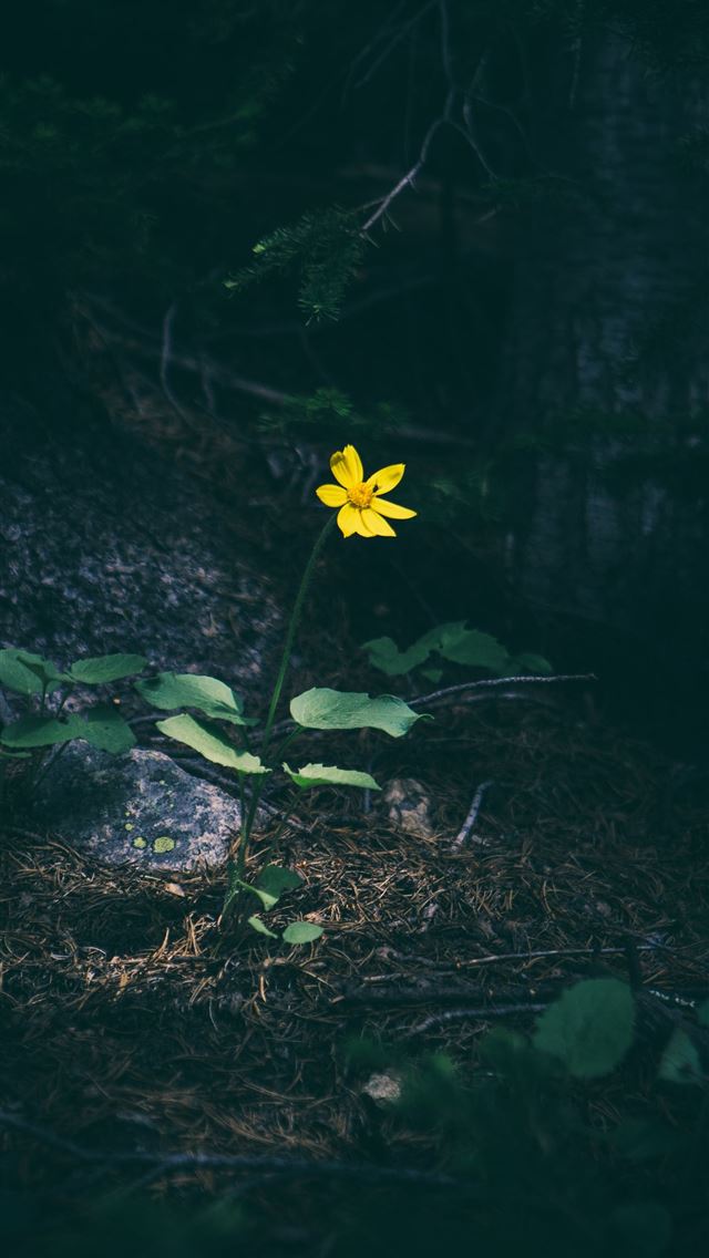 1284x2778 selective focus photography of yellow Tithonia flo... - dark (black) iPhone Wallpaper