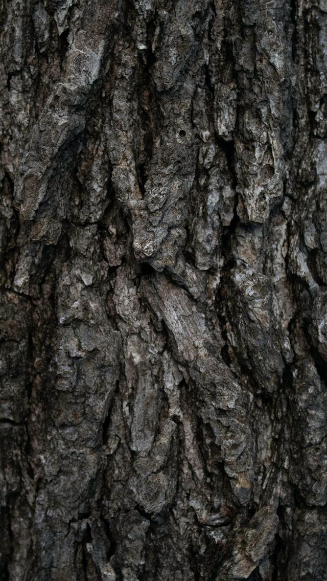 1284x2778 close up photo of tree -  iphone 13 Wallpaper