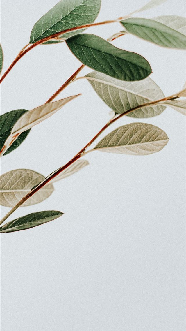 1284x2778 green leaves with white background - plant iPhone Wallpaper