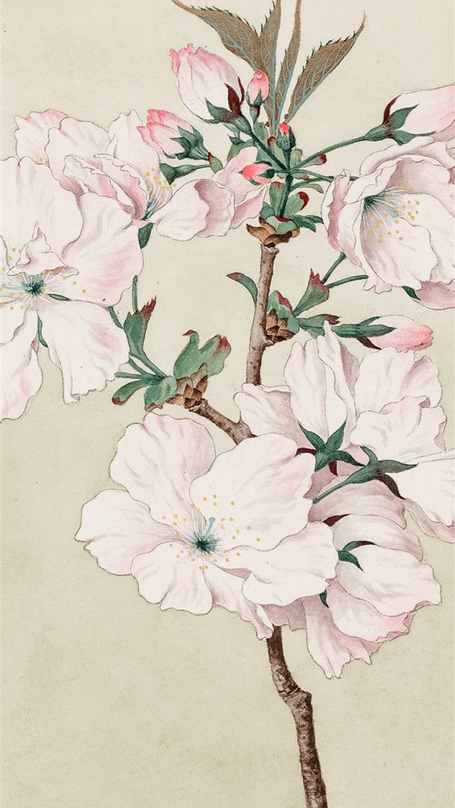 1284x2778 Watercolor of ariaki daybreak cherry blossoms  - illustration iPhone Wallpaper