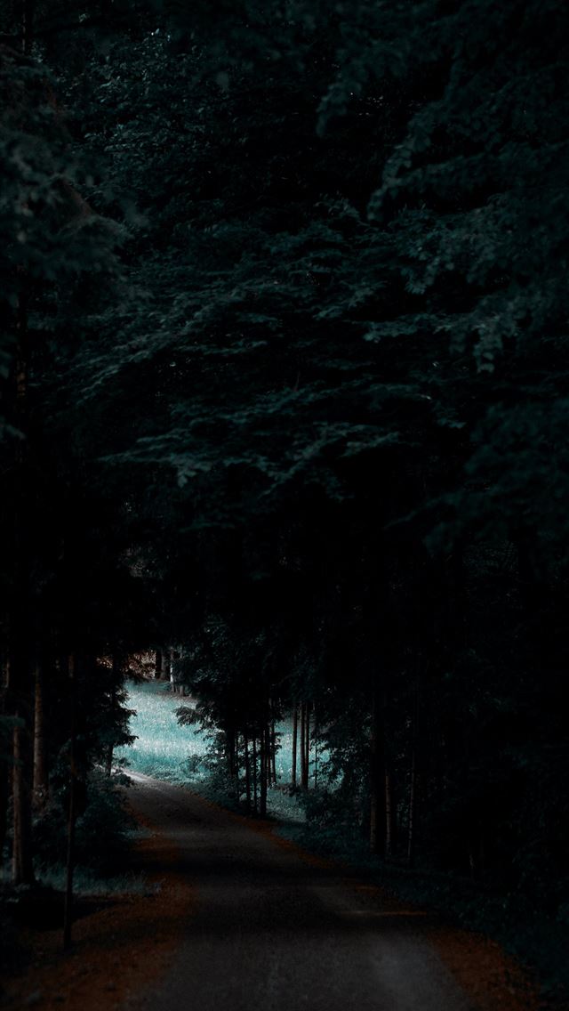 1284x2778 gray road between forest - austria iPhone Wallpaper